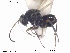  ( - CYNNI50)  @12 [ ] CreativeCommons - Attribution Non-Commercial Share-Alike (2013) Arnstein Staverlokk Norwegian Institute of Nature Research