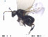  (Synergus clandestinus - CYNNI53)  @13 [ ] CreativeCommons - Attribution Non-Commercial Share-Alike (2013) Arnstein Staverlokk Norwegian Institute of Nature Research