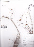  ( - AMM2198)  @11 [ ] No Rights Reserved  Unspecified Unspecified