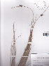  ( - AMM2308)  @11 [ ] No Rights Reserved  Unspecified Unspecified