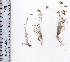  (Ficinia - AMM2970)  @11 [ ] No Rights Reserved  Unspecified Unspecified