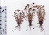  (Ficinia incomtula - AMM2973)  @11 [ ] No Rights Reserved  Unspecified Unspecified