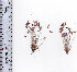  (Isolepis hemiuncialis - AMM3010)  @11 [ ] No Rights Reserved  Unspecified Unspecified