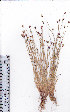  (Isolepis namaquana - AMM3011)  @11 [ ] No Rights Reserved  Unspecified Unspecified