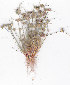  ( - AMM3116)  @11 [ ] No Rights Reserved  Unspecified Unspecified