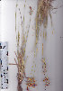  (Cyperus polystachyos - AMM5135)  @11 [ ] No Rights Reserved  Unspecified Unspecified