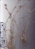  ( - AMM5186)  @11 [ ] No Rights Reserved  Unspecified Unspecified