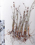  (Carex ecklonii - AMM5471)  @11 [ ] No Rights Reserved  Unspecified Unspecified