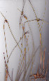  ( - AMM5696)  @11 [ ] No Rights Reserved  Unspecified Unspecified