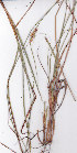  ( - AMM5784)  @11 [ ] No Rights Reserved  Unspecified Unspecified