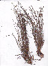  (Isolepis natans - AMM5860)  @11 [ ] No Rights Reserved  Unspecified Unspecified