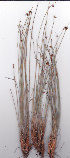  ( - AMM5897)  @11 [ ] No Rights Reserved  Unspecified Unspecified