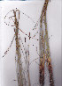  (Tetraria maculata - AMM5949)  @11 [ ] No Rights Reserved  Unspecified Unspecified