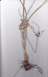  (Cyperus thunbergii - AMM5973)  @11 [ ] No Rights Reserved  Unspecified Unspecified