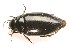  (Agabus biguttatus - IBSAS-CYP_C005)  @11 [ ] CreativeCommons  Attribution Non-Commercial Share-Alike (2020) Unspecified Slovak Academy of Sciences, Plant Science and Biodiversity Centre