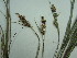  ( - TJD-533)  @11 [ ] CreativeCommons - Attribution Non-Commercial (2013) MT Marie-Victorin Herbarium
