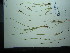 ( - TJD-530)  @11 [ ] CreativeCommons - Attribution Non-Commercial (2013) MT Marie-Victorin Herbarium