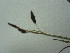  ( - TJD-527)  @11 [ ] CreativeCommons - Attribution Non-Commercial (2013) MT Marie-Victorin Herbarium