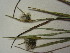  ( - TJD-538)  @11 [ ] CreativeCommons - Attribution Non-Commercial (2013) MT Marie-Victorin Herbarium