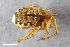  (Enoplognatha oelandica - ZFMK-TIS-8008103)  @11 [ ] CreativeCommons  Attribution Share-Alike (by-sa) 4.0 (2019) Unspecified Zoologisches Forschungsmuseum Alexander Koenig