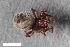  ( - ZFMK-TIS-8008368)  @11 [ ] CreativeCommons  Attribution Share-Alike (by-sa) 4.0 (2019) Unspecified Zoologisches Forschungsmuseum Alexander Koenig