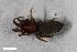  (Zelotes segrex - ZFMK-TIS-8008381)  @11 [ ] CreativeCommons  Attribution Share-Alike (by-sa) 4.0 (2019) Unspecified Zoologisches Forschungsmuseum Alexander Koenig