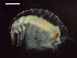  ( - CZ000025_crustaceans_Tetrathyrus_forcipatus_96.1)  @11 [ ] Copyright (2020) Nancy F. Mercado-Salas Senckenberg am Meer