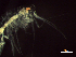  (Synopia - CZ000037_crustaceans_Synopia_98.5)  @11 [ ] Copyright (2020) Nancy F. Mercado-Salas Senckenberg am Meer