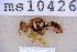  ( - UHIM.ms10426)  @11 [ ] BY-NC-ND (2023) University of Hawaii Insect Museum UHIM