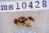  ( - UHIM.ms10428)  @11 [ ] BY-NC-ND (2023) University of Hawaii Insect Museum UHIM