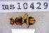  ( - UHIM.ms10429)  @11 [ ] BY-NC-ND (2023) University of Hawaii Insect Museum UHIM