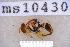  ( - UHIM.ms10430)  @11 [ ] BY-NC-ND (2023) University of Hawaii Insect Museum UHIM