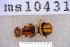  ( - UHIM.ms10431)  @11 [ ] BY-NC-ND (2023) University of Hawaii Insect Museum UHIM