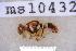  ( - UHIM.ms10432)  @11 [ ] BY-NC-ND (2023) University of Hawaii Insect Museum UHIM