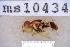  ( - UHIM.ms10434)  @11 [ ] BY-NC-ND (2023) University of Hawaii Insect Museum UHIM