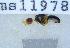  ( - UHIM.ms11978)  @11 [ ] by-nc-nd (2020) University of Hawaii Insect Museum University of Hawaii Insect Museum