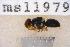  ( - UHIM.ms11979)  @11 [ ] by-nc-nd (2020) University of Hawaii Insect Museum University of Hawaii Insect Museum