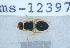  ( - UHIM.ms12397)  @11 [ ] by-nc-nd (2020) University of Hawaii Insect Museum University of Hawaii Insect Museum