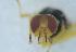  ( - UHIM.ms12397)  @11 [ ] by-nc-nd (2020) University of Hawaii Insect Museum University of Hawaii Insect Museum