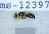  ( - UHIM.ms12397)  @11 [ ] by-nc-nd (2020) University of Hawaii Insect Museum University of Hawaii Insect Museum