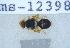  ( - UHIM.ms12398)  @11 [ ] by-nc-nd (2020) University of Hawaii Insect Museum University of Hawaii Insect Museum