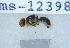  ( - UHIM.ms12398)  @11 [ ] by-nc-nd (2020) University of Hawaii Insect Museum University of Hawaii Insect Museum