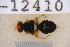  (Bactrocera caledoniensis - UHIM.ms12410)  @11 [ ] by-nc-nd (2020) University of Hawaii Insect Museum University of Hawaii Insect Museum