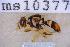  ( - UHIM.ms10377)  @11 [ ] BY-NC-ND (2023) University of Hawaii Insect Museum UHIM