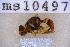  ( - UHIM.ms10497)  @11 [ ] BY-NC-ND (2023) University of Hawaii Insect Museum UHIM