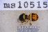  ( - UHIM.ms10515)  @11 [ ] BY-NC-ND (2023) University of Hawaii Insect Museum UHIM