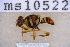  ( - UHIM.ms10522)  @11 [ ] BY-NC-ND (2023) University of Hawaii Insect Museum UHIM