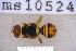  ( - UHIM.ms10524)  @11 [ ] BY-NC-ND (2023) University of Hawaii Insect Museum UHIM