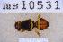  ( - UHIM.ms10531)  @11 [ ] BY-NC-ND (2023) University of Hawaii Insect Museum UHIM