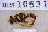  ( - UHIM.ms10531)  @11 [ ] BY-NC-ND (2023) University of Hawaii Insect Museum UHIM